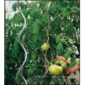 Tomato Spiral Wire